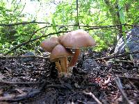 Psilocybe caerulescens image