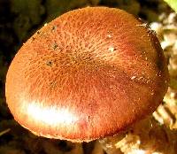 Gymnopilus luteofolius image