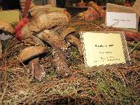 Retiboletus griseus image