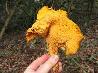 Cantharellus californicus image