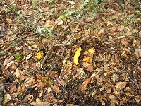 Cantharellus californicus image