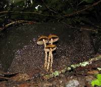 Psilocybe zapotecorum image