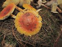 Amanita yema image