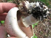 Agaricus xanthodermus image