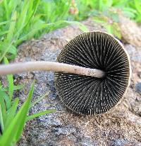 Panaeolus papilionaceus image