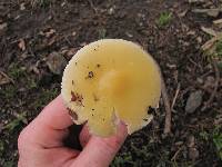 Amanita xylinivolva image