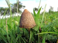 Psilocybe mexicana image