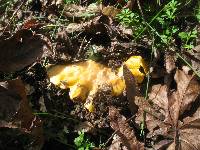 Cantharellus californicus image