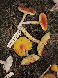 Amanita yema image