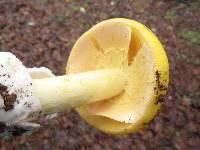 Amanita laurae image