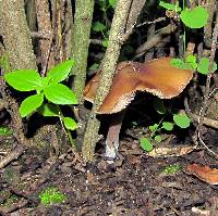 Psilocybe caerulescens image