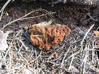 Gyromitra gigas image