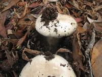 Agaricus xanthodermus image