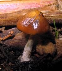 Psilocybe cyanescens image