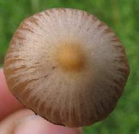 Psilocybe mexicana image