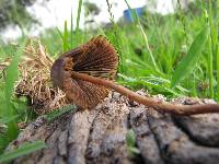 Psilocybe mexicana image