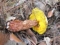 Boletellus russellii image