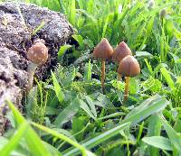 Psilocybe mexicana image