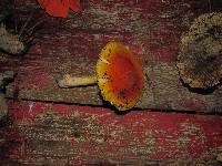 Amanita yema image