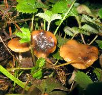 Psilocybe cyanescens image