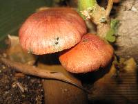 Gymnopilus luteofolius image