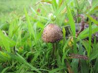 Panaeolus cyanescens image