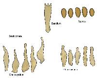 Psilocybe quebecensis image