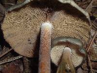 Psilocybe caerulescens image