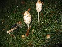 Coprinus comatus image