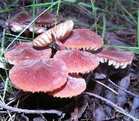 Marasmius plicatulus image