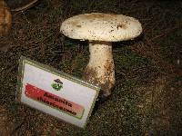 Amanita chlorinosma image