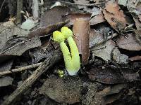 Leucocoprinus birnbaumii image