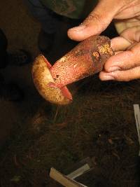 Boletus pulcherrimus image