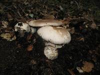 Agaricus xanthodermus image