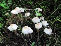 Panaeolus cyanescens image