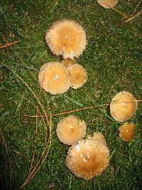 Psathyrella candolleana image