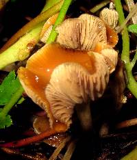 Psilocybe cyanescens image