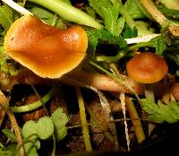 Psilocybe cyanescens image