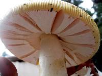 Amanita calyptroderma image