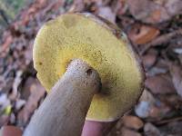 Boletus variipes image