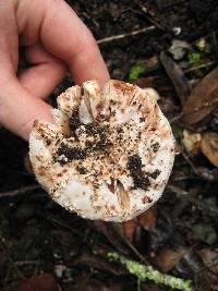 Amanita novinupta image