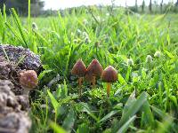 Psilocybe mexicana image