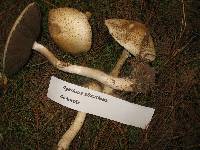 Image of Agaricus tlaxcalensis