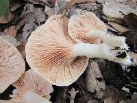 Entoloma niphoides image