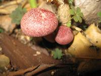 Gymnopilus luteofolius image