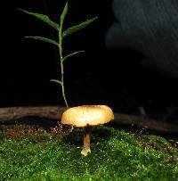 Gymnopilus subpurpuratus image