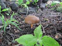 Psilocybe caerulescens image