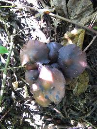 Psilocybe caerulescens image