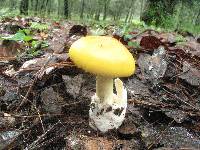 Amanita laurae image