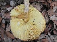 Amanita caesarea image